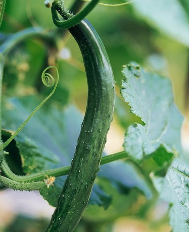 祛斑最好的方法 中醫(yī)療法老人斑經(jīng)典食療方