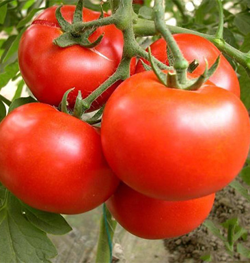 冬天西紅柿可以吃嗎 如何正確挑選西紅柿