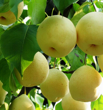 脾胃不好怎么調(diào)理 秋季養(yǎng)護(hù)脾胃應(yīng)放首位