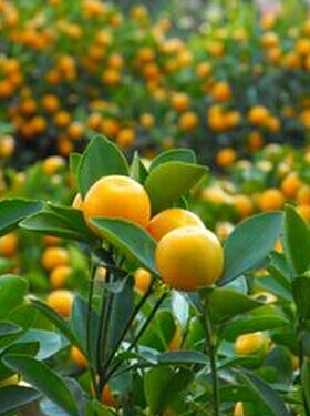 乳腺增生治療方法 中醫(yī)食療偏方巧治增生