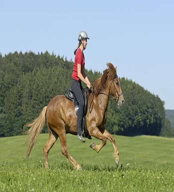 初學(xué)者騎馬須知 教你如何上下馬