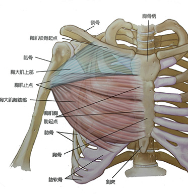 鍛煉肌肉力量的方法 肌肉力量訓練需注意的誤區(qū)