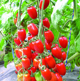 男性如何不老 男人必備六種不老 補藥