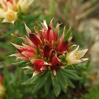 如何益氣補血 氣虛體弱者的紅景天食療法