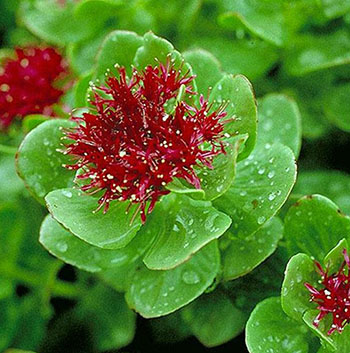 如何益氣補(bǔ)血 紅景天益氣補(bǔ)血調(diào)理內(nèi)分泌