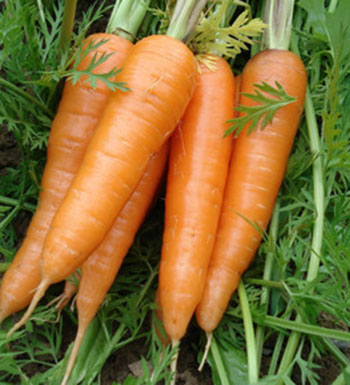 胡蘿卜有哪些功效與作用 吃胡蘿卜有什么好處