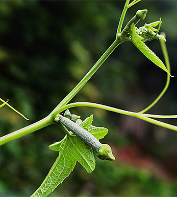 如何預防鼻炎 預防鼻炎的日常保健小妙招
