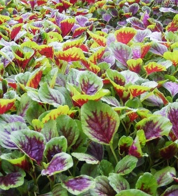 吃什么補(bǔ)血效果好 補(bǔ)血的食物有哪些