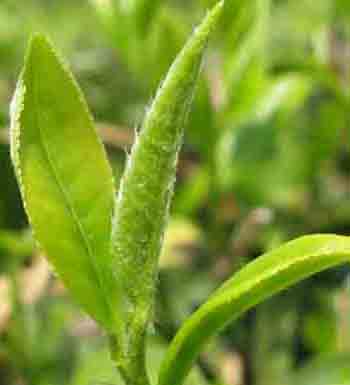 茶葉的作用有哪些 茶葉不僅僅可以泡茶