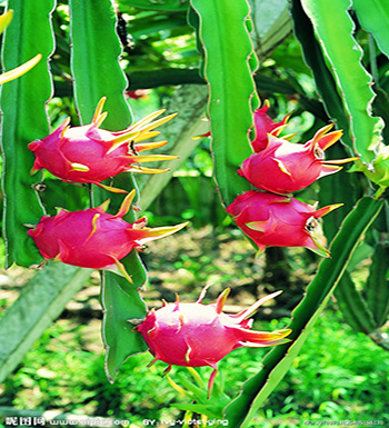 秋季有哪些時(shí)令水果  有哪些營(yíng)養(yǎng)價(jià)值和功效