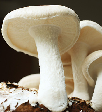 喝中藥期間能喝茶嗎 喝中藥有哪些飲食禁忌