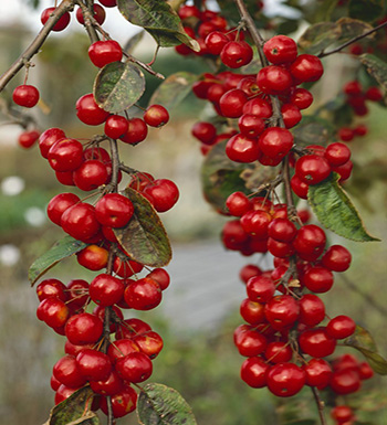 秋季有哪些時(shí)令水果  有哪些營(yíng)養(yǎng)價(jià)值和功效