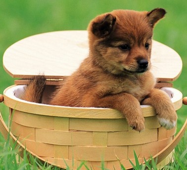 狗狗運(yùn)動(dòng)會(huì) 陪寵物狗狗爬山要注意什么