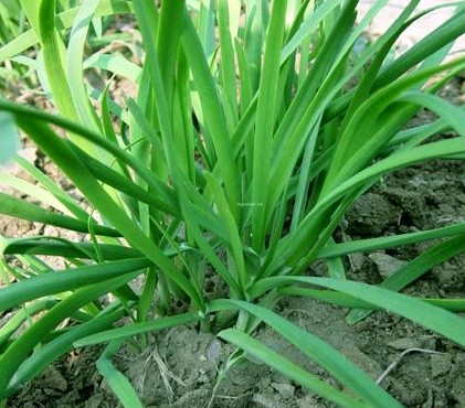 女性春季養(yǎng)生竅門 7種菜養(yǎng)肝護(hù)陽(yáng)