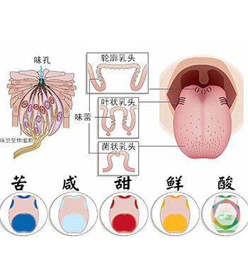  肥 是一種味道 第六種味覺將要產生