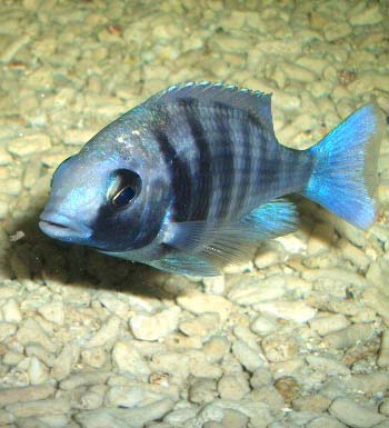 男人如何抗衰老 男人想長(zhǎng)壽需呵護(hù)五大部位