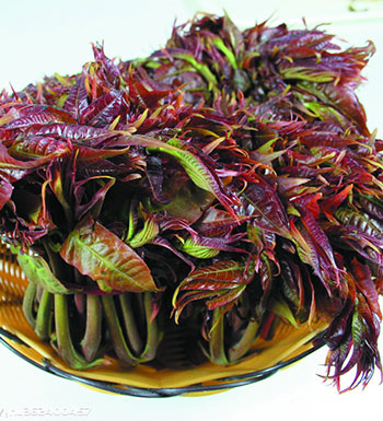 榴蓮可治痛經(jīng) 5種異味食物其實(shí)是至寶