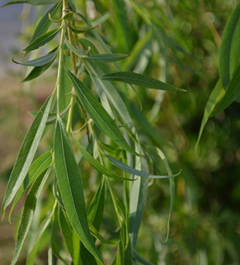 夏日保健常識 夏日怎么保護雙腳遠離腳氣