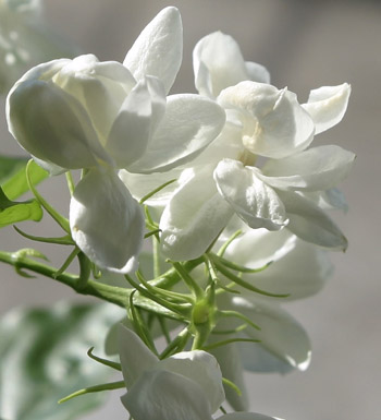 孕婦養(yǎng)生常識(shí) 夏天容易過(guò)敏 孕期媽媽需注意