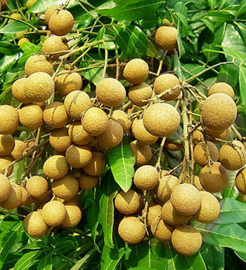 女性如何改善貧血 補鐵補血小心別掉下6大誤區(qū)