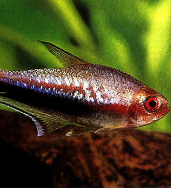 吃魚禁忌 四類人最好別吃魚 吃魚的四大秘密