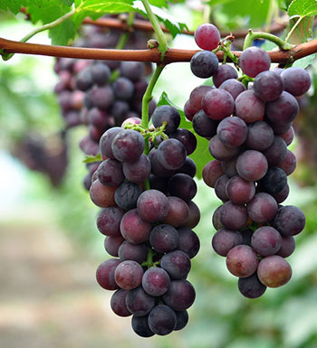 戒不掉煙  抽煙男人吃什么降低抽煙危害