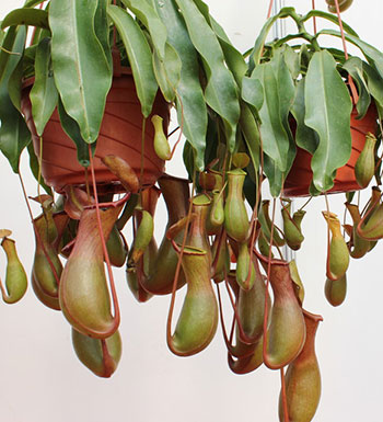 蚊香會(huì)誘發(fā)寶寶哮喘 防蚊還是老三樣靠譜