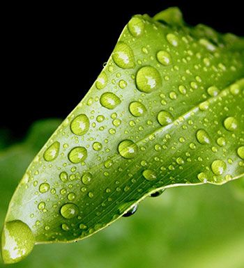 善于發(fā)現(xiàn)微小的幸福 做一株自由的向日葵