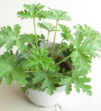 夏季蚊蟲多怎么辦 讓驅(qū)蚊植物來(lái)幫你