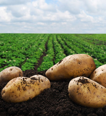 女性更年期養(yǎng)生 女人更年期保健多吃蔬菜