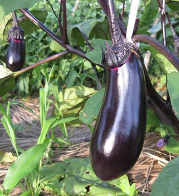 常吃這4種食物 讓你遠(yuǎn)離短壽 高壓線