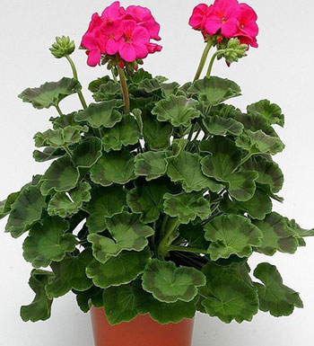 夏季蚊蟲多怎么辦 讓驅(qū)蚊植物來(lái)幫你