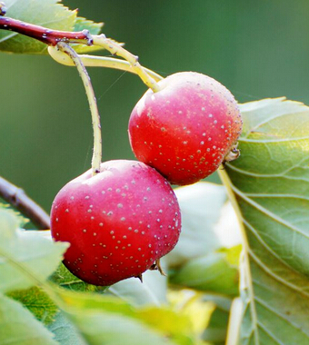 山楂的功效與作用 山楂不可不知的食療功效