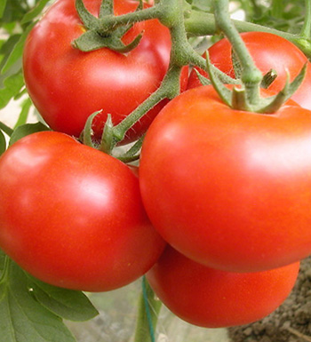 夏季飲食 千萬別用白糖涼拌西紅柿