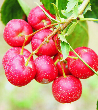 山楂的功效與作用 山楂不可不知的食療功效