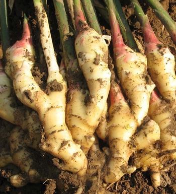 生姜的作用有哪些 開(kāi)胃健脾促進(jìn)食欲