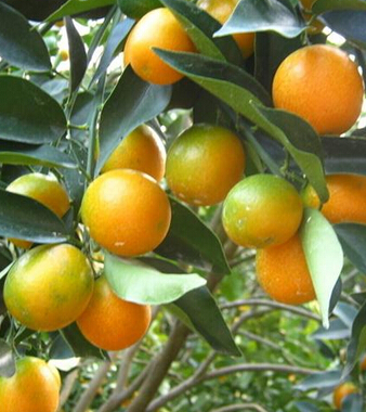 金桔的功效與作用 化痰止渴消食醒酒