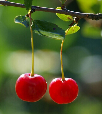 補(bǔ)血吃什么好 4大水果補(bǔ)血養(yǎng)顏遠(yuǎn)離疾病