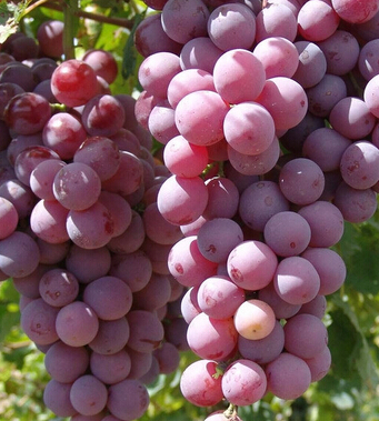 葡萄的功效與作用 葡萄的美膚大法