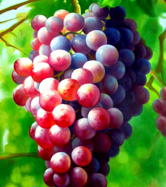 葡萄的功效與作用 豐收之季吃葡萄的好處