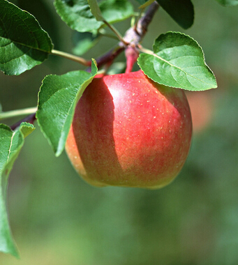 吃蘋果有什么好處 吃蘋果的六個(gè)健康益處