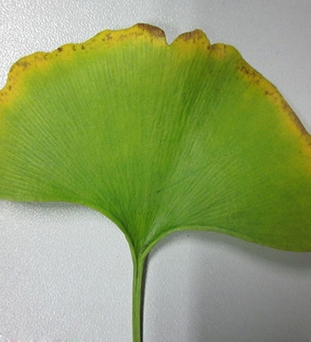 銀杏葉的功效與作用 銀杏葉泡水喝有哪些禁忌