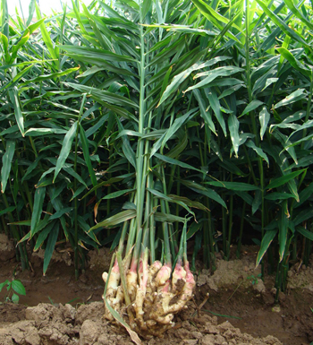 男人早上吃姜有三大功效 肝功能變好