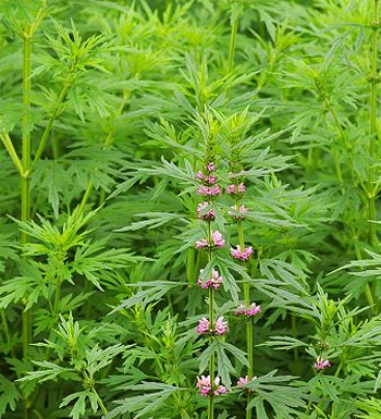 女性經(jīng)期不宜吃什么 女性經(jīng)期吃什么好