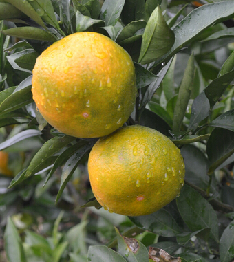 補(bǔ)血吃什么好 4大水果補(bǔ)血養(yǎng)顏遠(yuǎn)離疾病