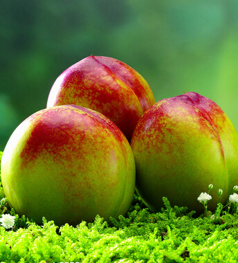 健康飲食小知識 這些水果竟和砒霜一樣毒