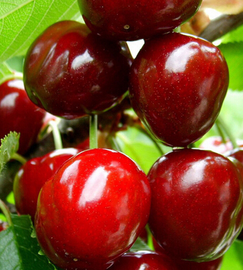 春季養(yǎng)生 春季我們吃什么才最養(yǎng)生