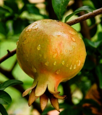 補(bǔ)血吃什么好 4大水果補(bǔ)血養(yǎng)顏遠(yuǎn)離疾病