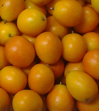 金桔的功效與作用 化痰止渴消食醒酒