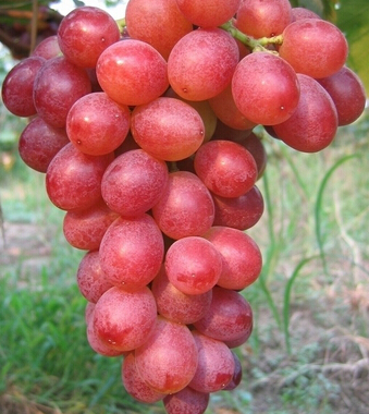 葡萄的功效與作用 豐收之季吃葡萄的好處